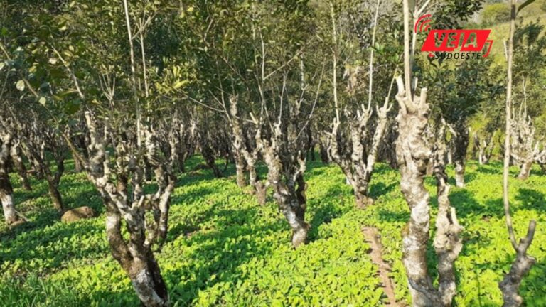 Lei torna Cruz Machado (PR) a capital da erva-mate sombreada