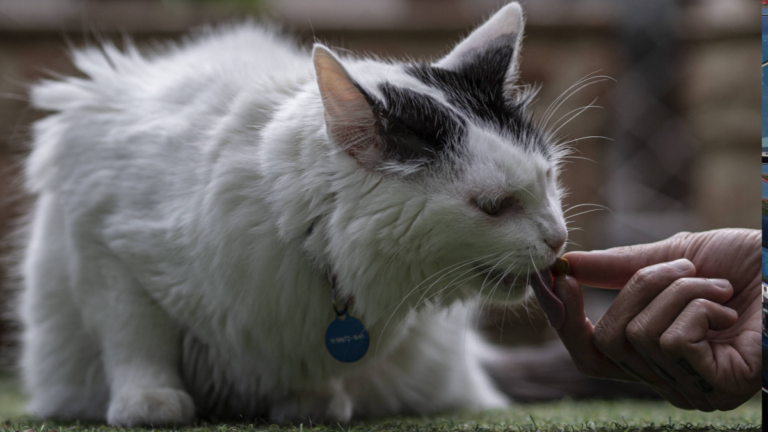 Doença transmitida por gatos está descontrolada, diz pesquisador