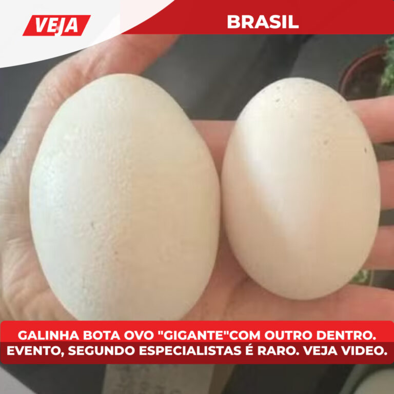 Galinha bota ovo “gigante”com outro dentro Evento, segundo especialistas, é raro. Veja vídeo.