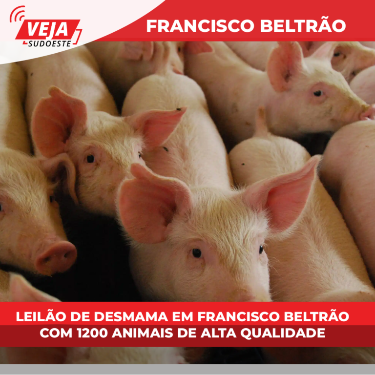 Leilão de Desmama em Francisco Beltrão: 1200 Animais de Alta Qualidade!