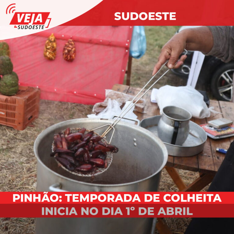 Pinhão temporada de colheita inicia no dia 1º de abril