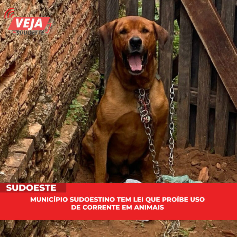 Município sudoestino tem lei que proíbe uso de corrente em animais