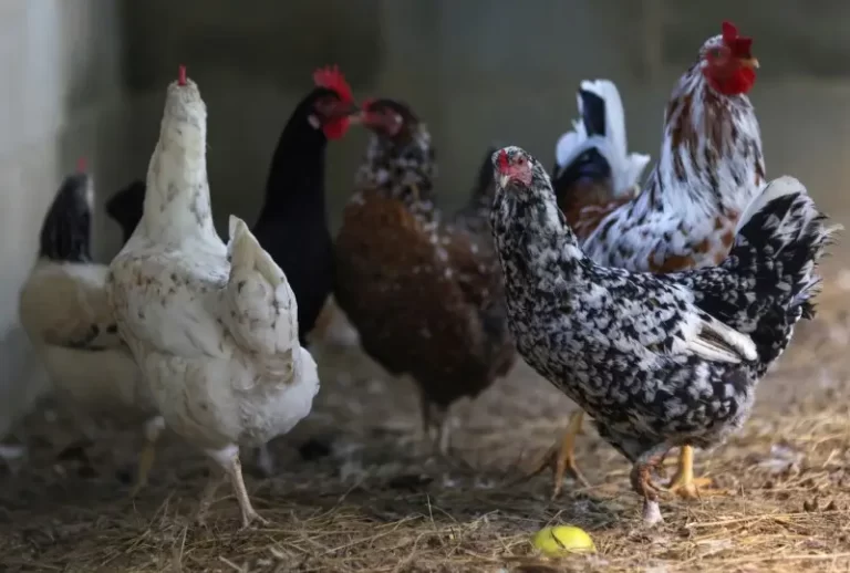 Consumo de frango continua seguro, afirmam autoridades sanitárias após foco de gripe aviária no RS