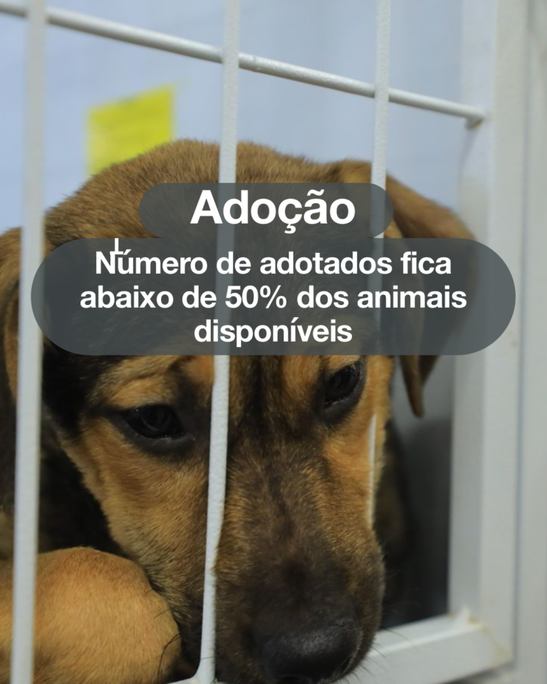 Evento de adoção consegue novos lares para animais