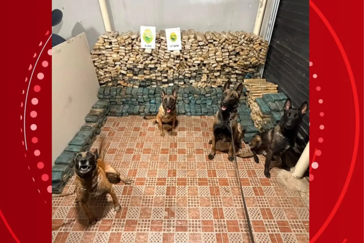 Estepes, caixa de cozinha e semirreboques: cães farejadores ajudam a localizar quase uma tonelada de maconha em carreta no Paraná